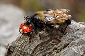 roofvlieg (laphria flava)